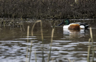 Side view of birds swimming in lake