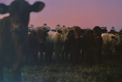 View of sheep on field