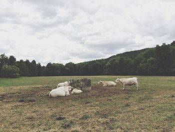 Cows grazing on field against sky