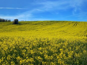 Scenic view of oilseed rape field against sky