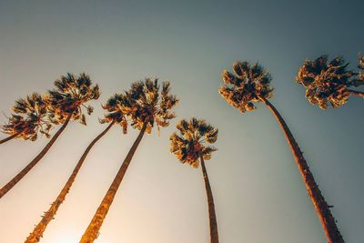 Low angle view of palm trees against clear sky