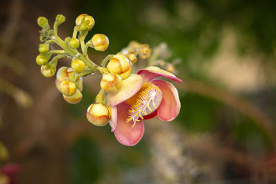 Close-up of red flowering plant