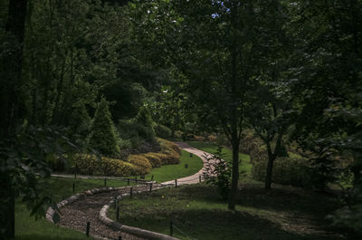 Trees on landscape