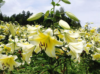 Close-up of yellow flowering plants