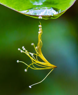 Close-up of stamens from leaf