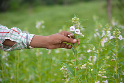 Midsection of woman holding flowering plant on field