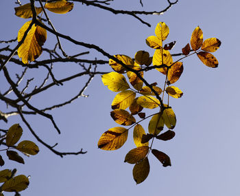 Low angle view of yellow flowering plant against clear sky