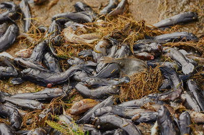 Full frame shot of dead fishes