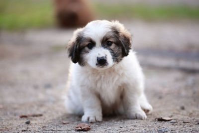 Portrait of puppy sitting outdoors