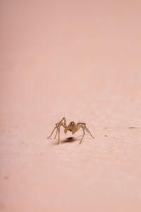 Close-up of spider on sand