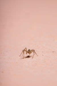 Close-up of spider on sand