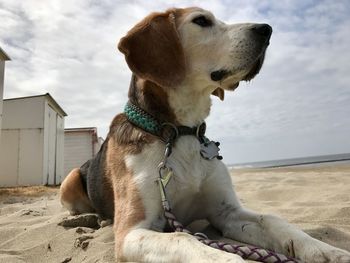 Dog on beach against sky