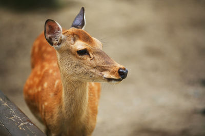 Close-up of deer