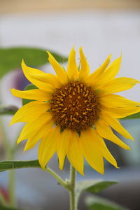 Close-up of yellow flower