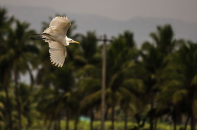 Low angle view of bird flying