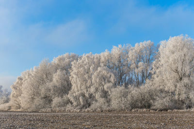Trees on field against sky during winter