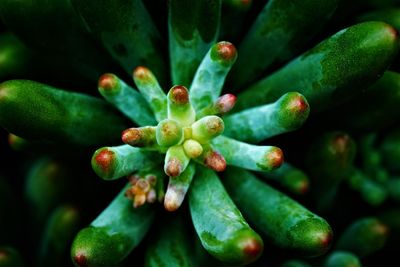 Close-up of succulent plant