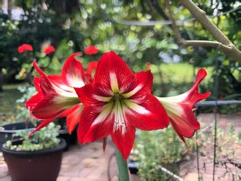 Close-up of red hibiscus blooming outdoors