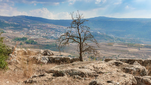 Golan heights. dry tree in the background of the druze village ein qiniyye.
