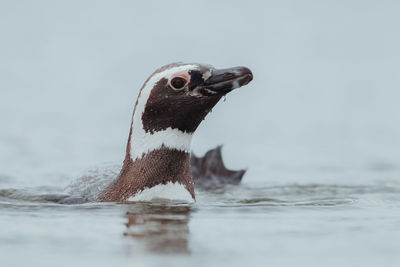 Close-up of penguin swimming in sea