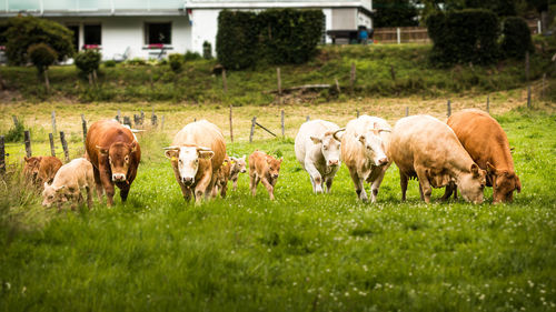 Livestock grazing on grassy field