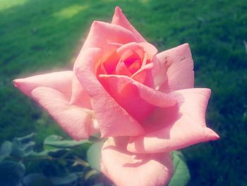 Close-up of pink rose