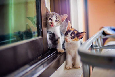 Kitten sitting on floor