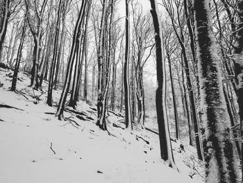 Bare trees in forest during winter