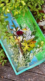 High angle view of butterfly on plant