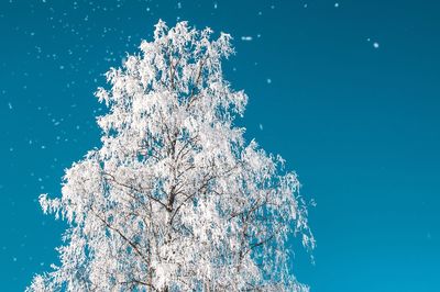 Low angle view of flower tree against blue sky