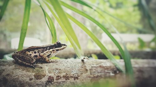 Close-up of a lizard on rock