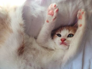 High angle view of cat relaxing on bed