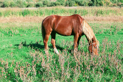 Horse grazing in a field