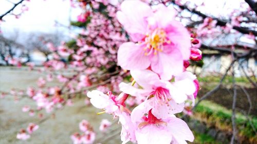 Close-up of cherry blossoms