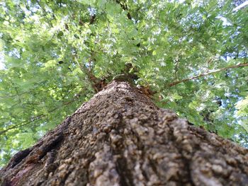 Low angle view of tree against sky