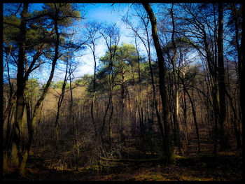 Bare trees in forest