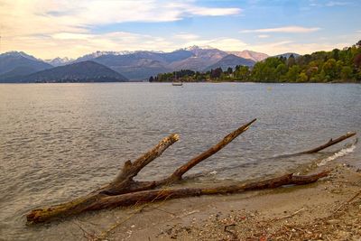 Driftwood on shore by lake against sky