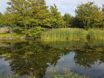 Reflection of trees in lake against sky