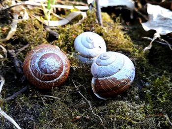 High angle view of snail on land