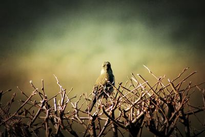 Close-up of bird perching on branch