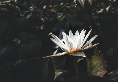 Close-up of white flowering plant