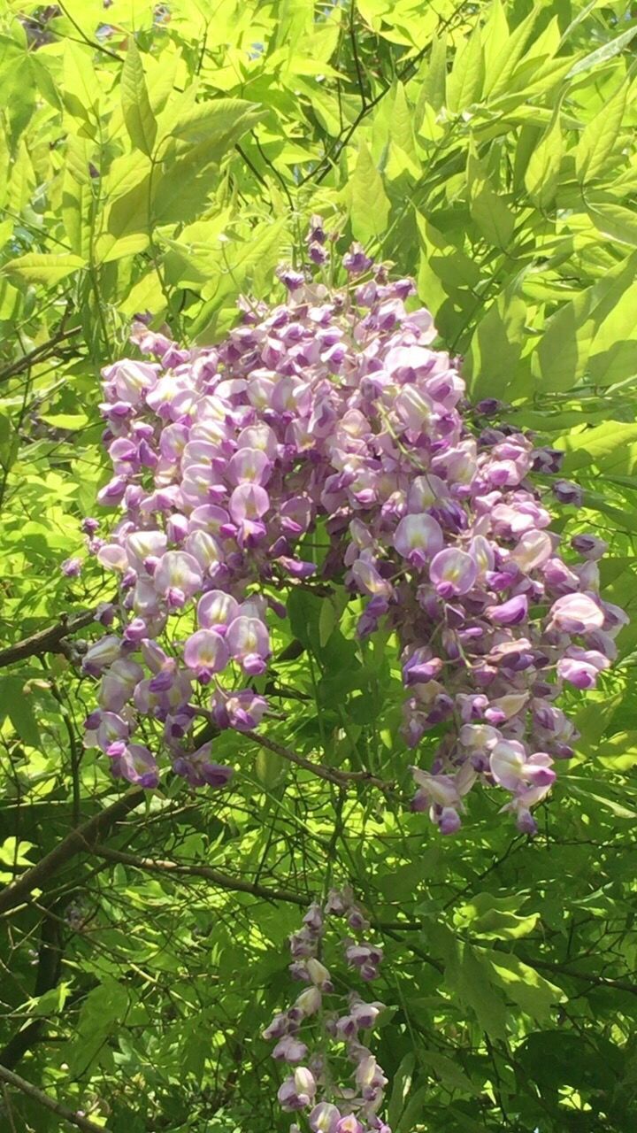 PINK FLOWERS BLOOMING IN PARK