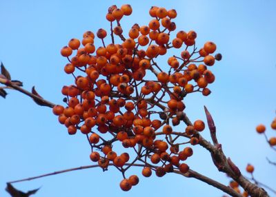Low angle view of cherry tree against clear sky