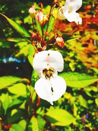 Close-up of white flowering plant