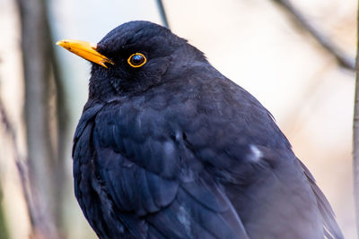 Close-up of bird perching outdoors