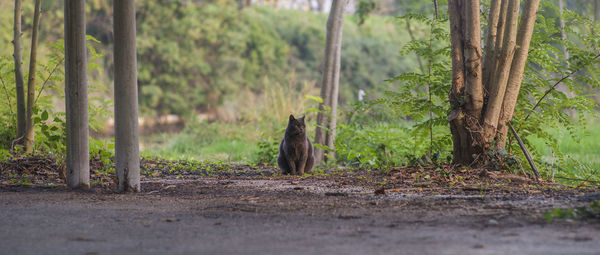 View of a cat amidst trees in forest