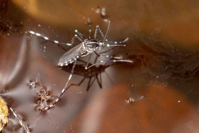 Close-up of insect