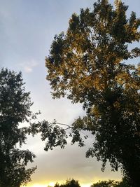 Low angle view of trees against sky