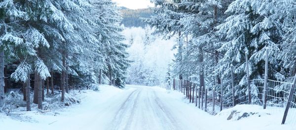 Snow covered road amidst trees in forest