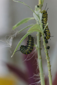 Close-up of green leaf on plant